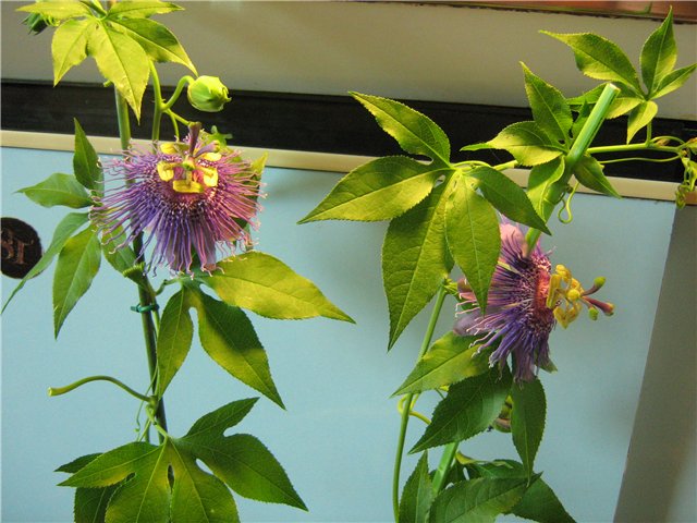 Температура и освещение для пассифлоры