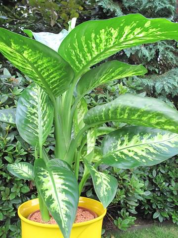 Влажность воздуха для комнатного растения