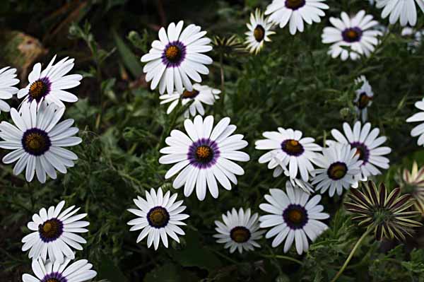 Диморфотека