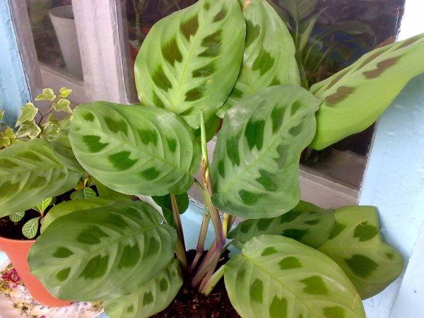 Как ухаживать за марантой