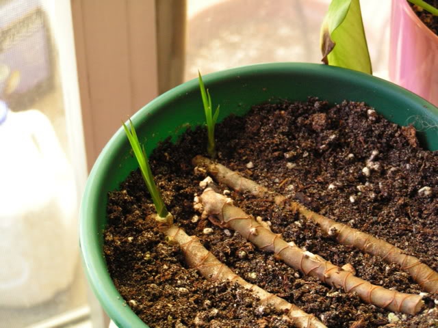 Размножение драцены