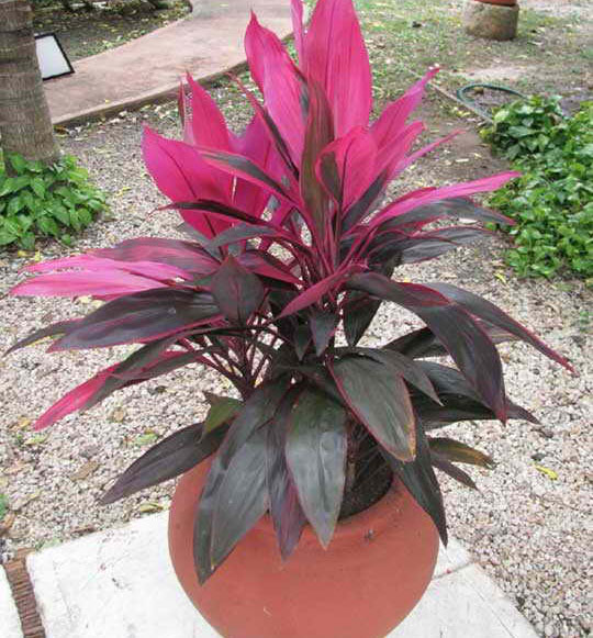 Кордилина верхушечная