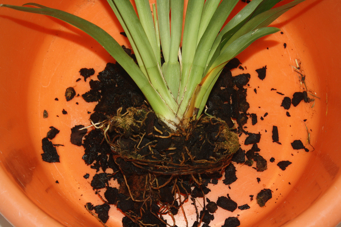 Когда и как пересаживать орхидею