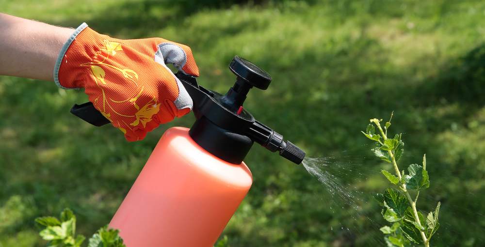 Обработка растений препаратом Бутон