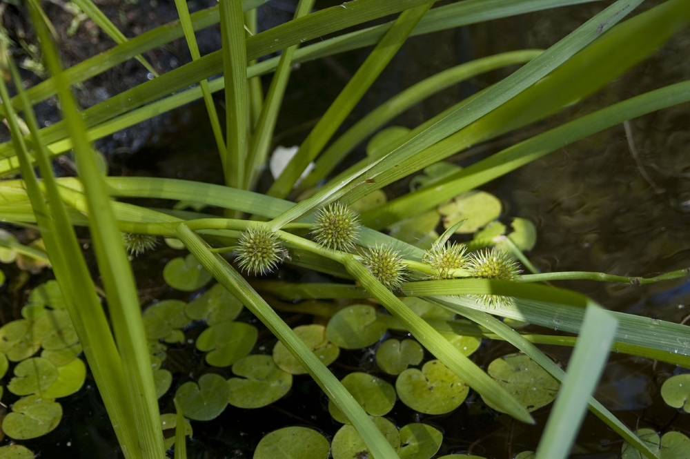 Ежеголовник