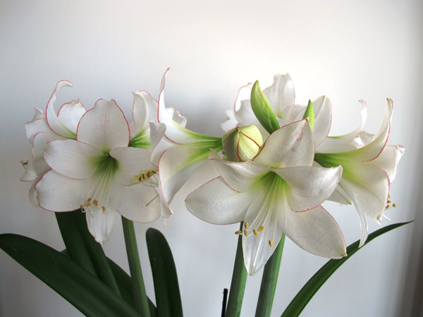 Период цветения амариллиса