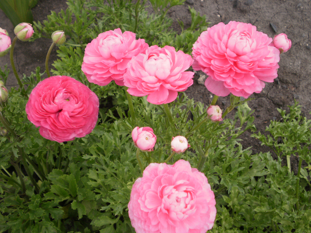 Лютики садовые