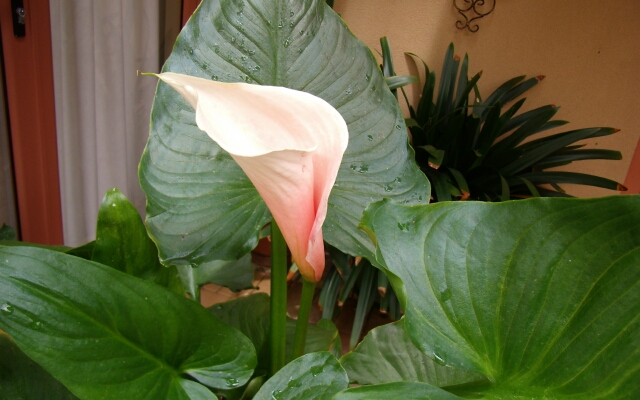 Оптимальный температурный режим для каллы