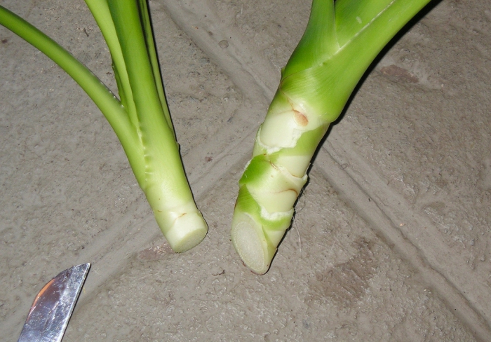 Размножение комнатного растения юкка