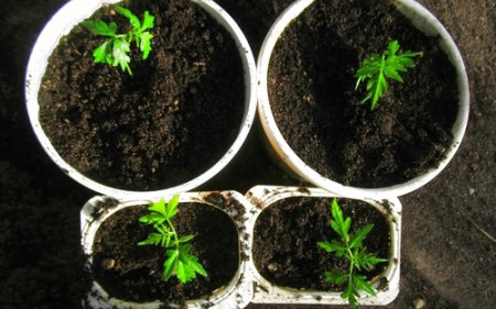 Размножение радермахеры