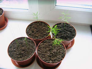 Размножение аспарагуса