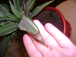 Болезни драцены и особенности лечения