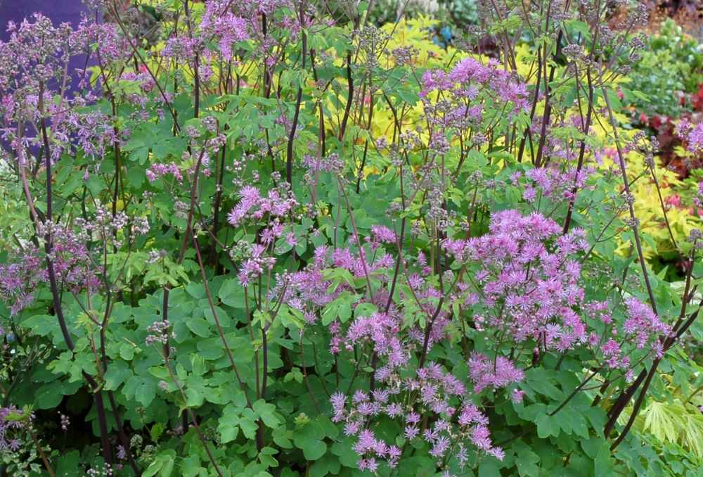 Василистник