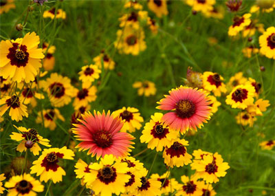 Гайлардия многолетняя