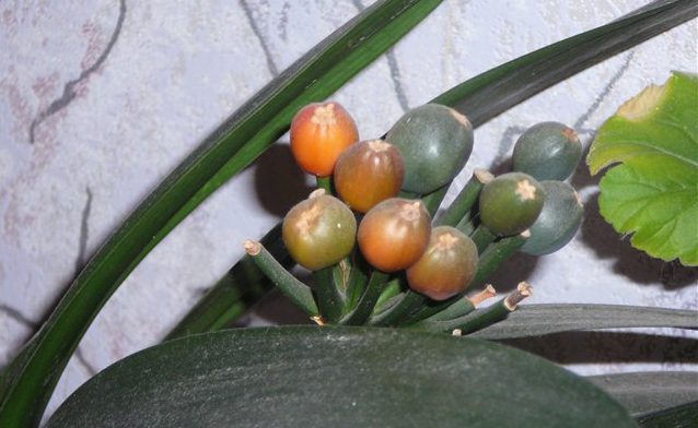 Размножение кливии семенами