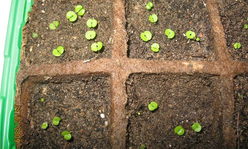 Выращивание цикламена из семян