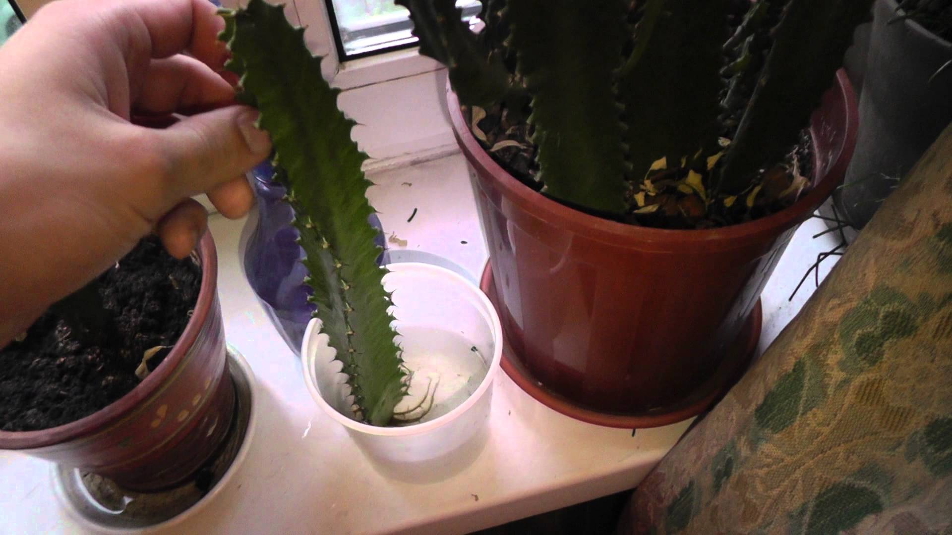 Молочай размножение черенками