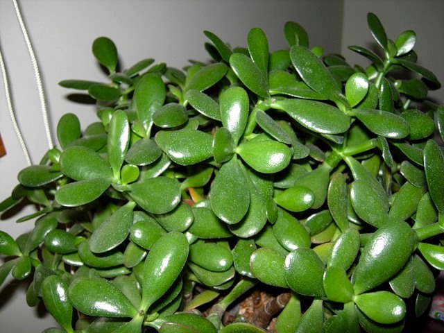 Как правильно ухаживать за денежным деревом