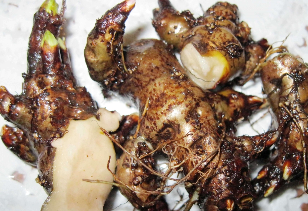 Корневище родиолы