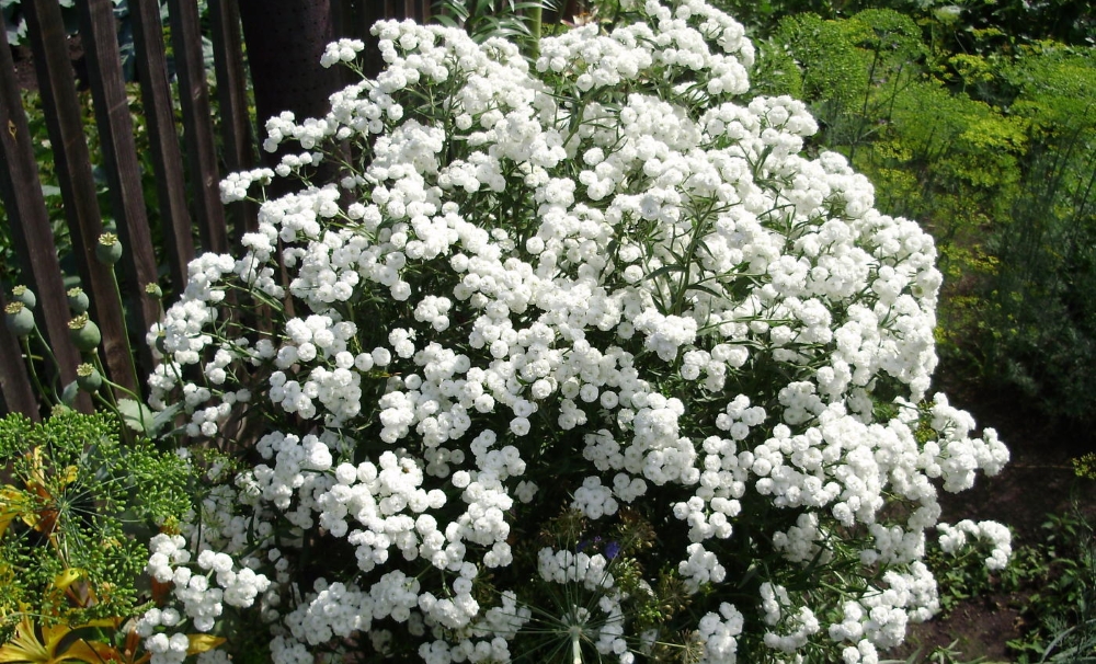 Тысячелистник