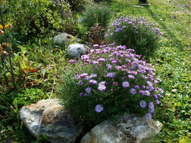 Сентябринки