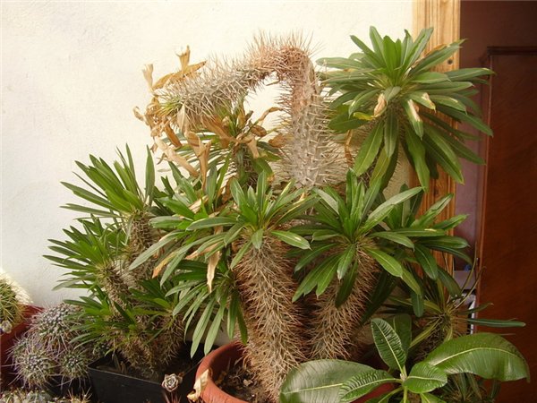 Пахиподиум