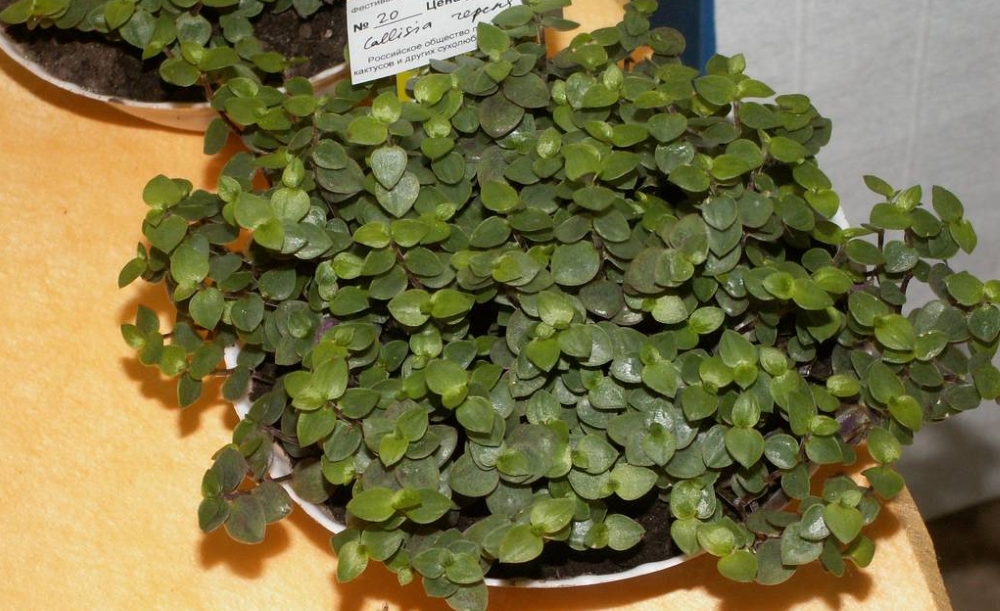 Ползучая каллизия