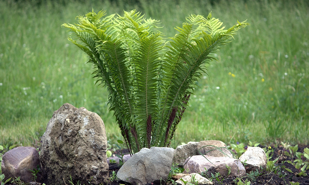 Папоротник