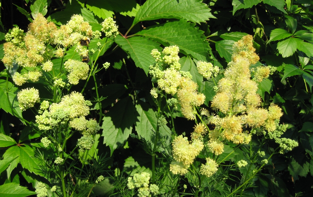 Василистник