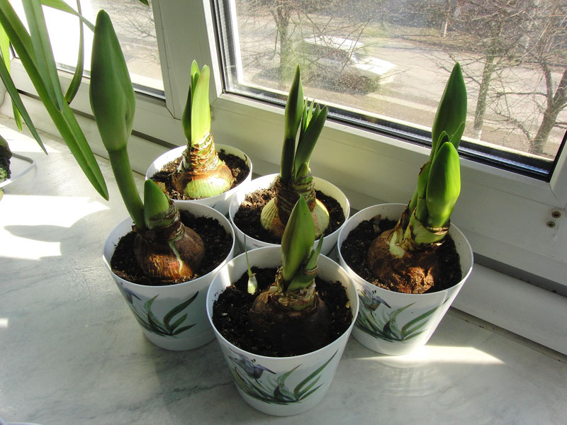 Размножение и пересадка амариллиса