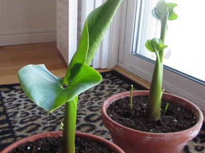 Состав почвы и подкормка каллы