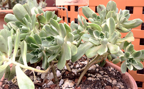 Карибский «кактус» эониум