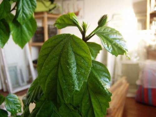 Влажность для гибискуса