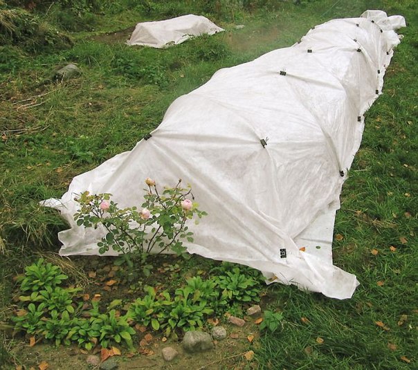 Укрытие розы Паризе Шарм на зиму