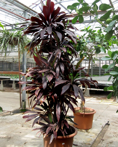 Особенности ухода за комнатным растением — кордилиной