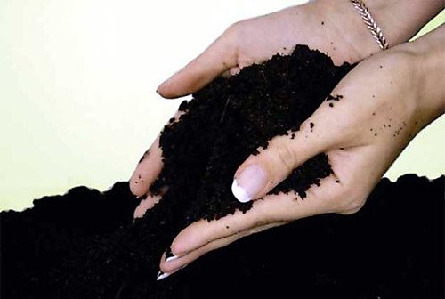 Пересадка комнатного цветка каланхоэ