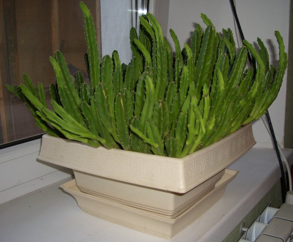 Что делать, если стапелия не цветет