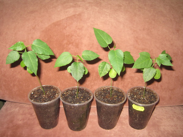 Размножение черенками пассифлоры