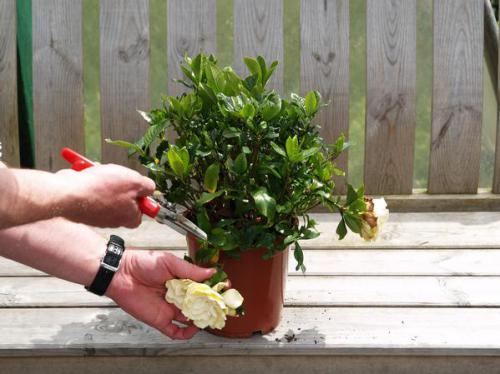 Формирование кроны гардении