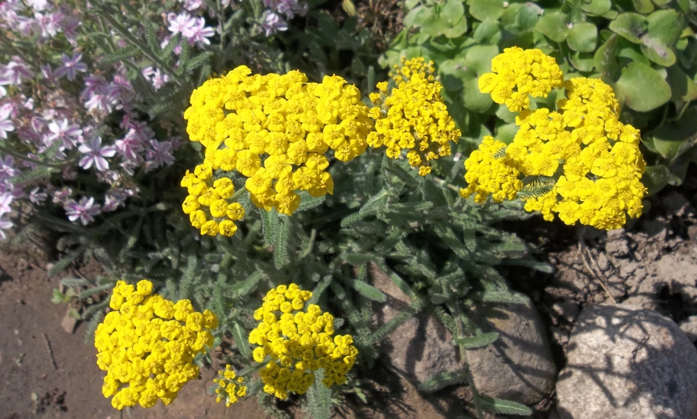 Тысячелистник