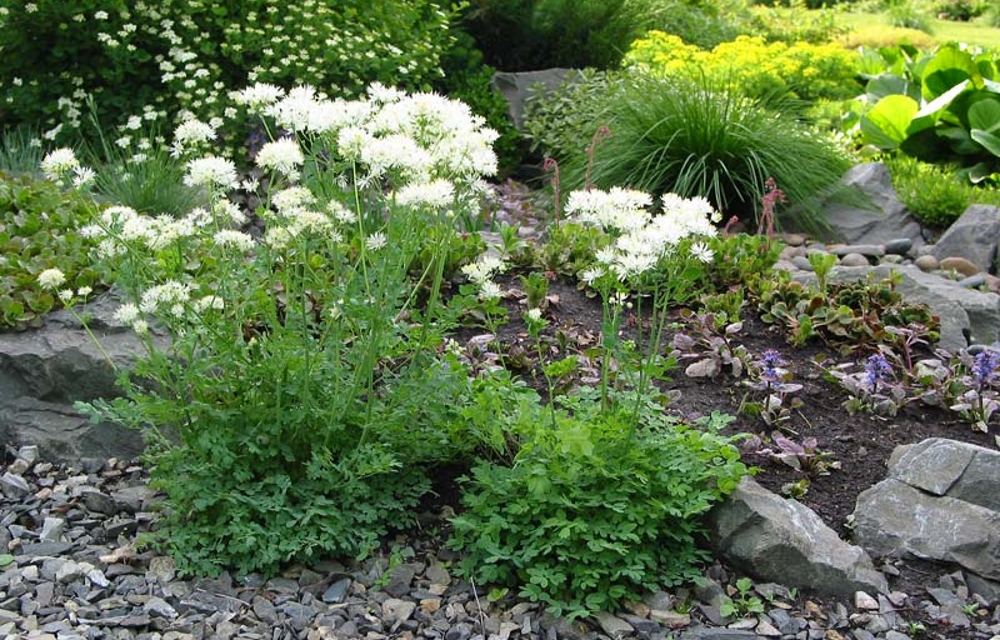 Василистник