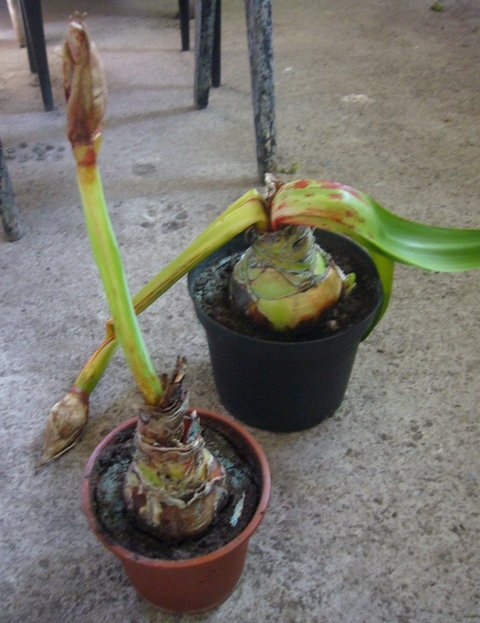 Болезни растения амариллиса