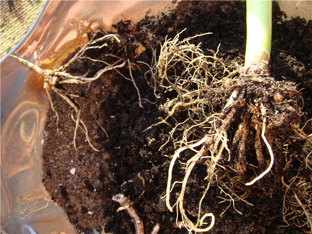 Пересадка каллы