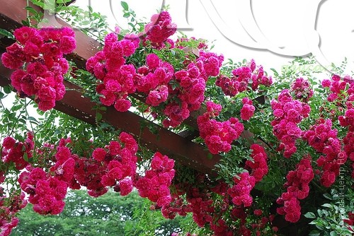 Роза Супер Дороти