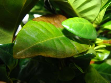 Гардении болеет - сохнут листья