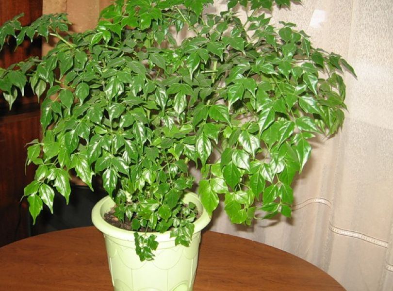 Радермахера