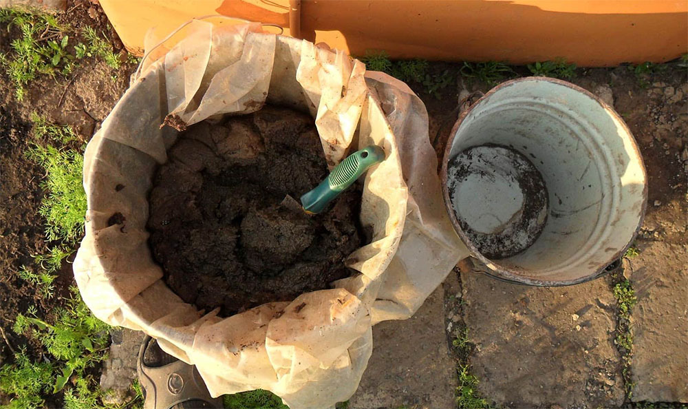 Подкормка роз раствором коровяка