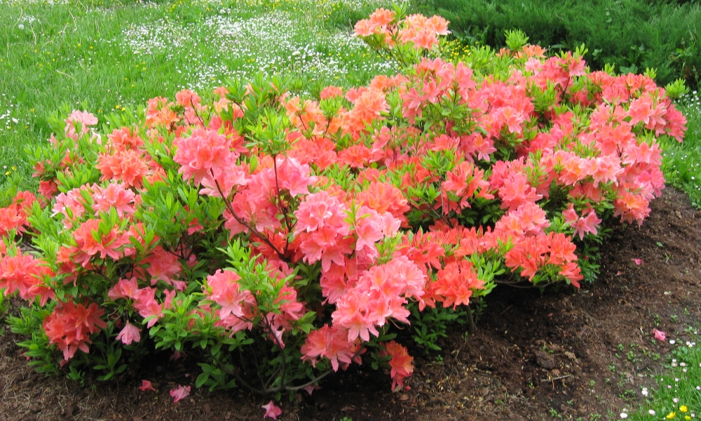 Рододендрон