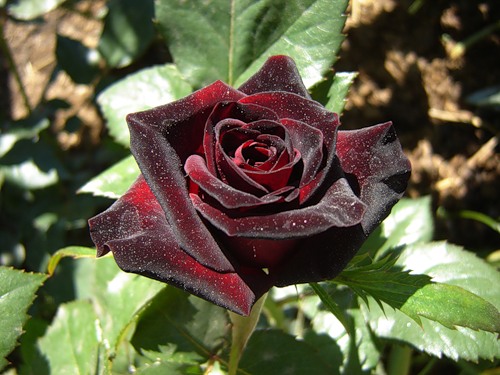 Роза Блэк Баккара