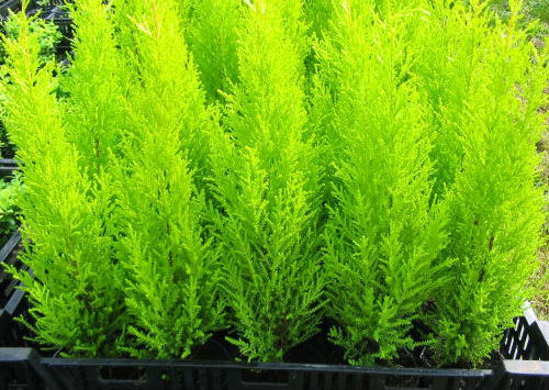 Способы размножения домашнего растения купрессус